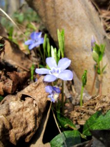 20130407Vinca_minor1 photo