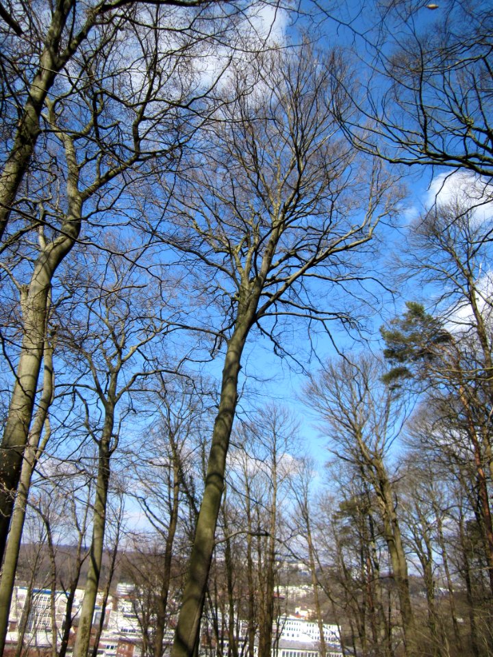 20130407Fagus_sylvatica6