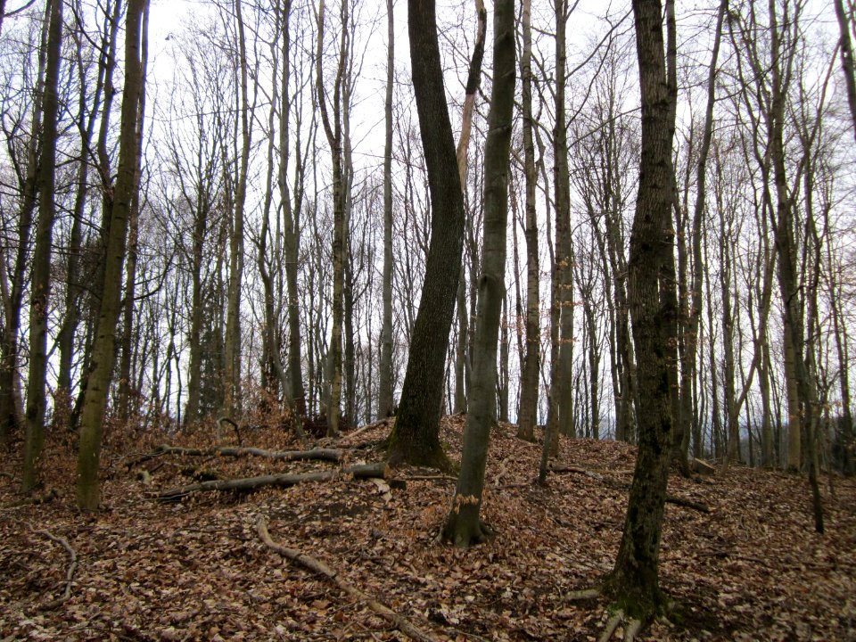 20130331Sonnenberg04