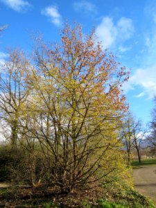 20130320Kornelkirsche_Hockenheim1