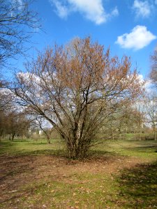 20130407Haselnuss_Saarbruecken