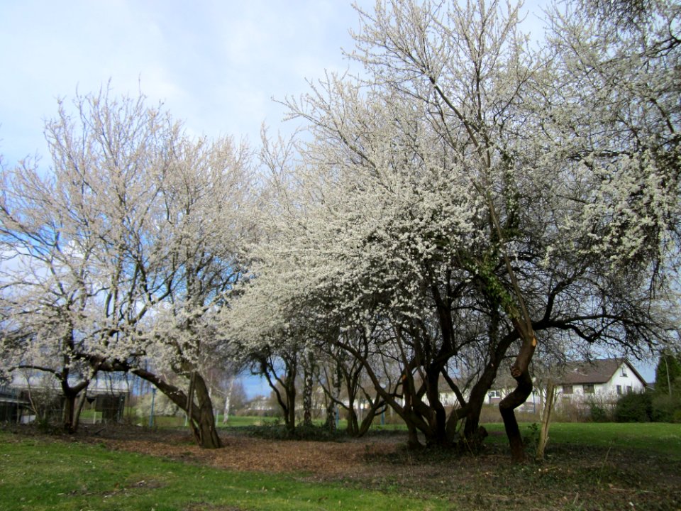 20130410Gartenschaupark_Hockenheim01