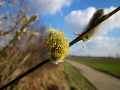 20130314Salix_caprea12