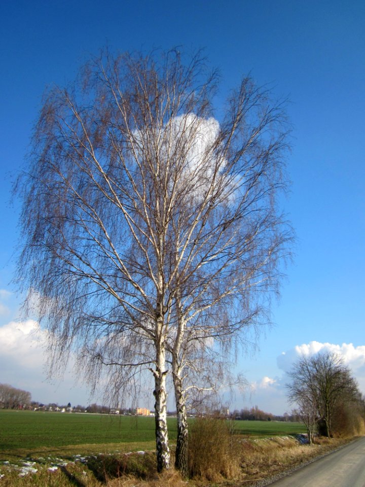 20130314Birke_Hockenheim