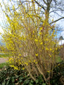 20130410Gartenschaupark_Hockenheim09