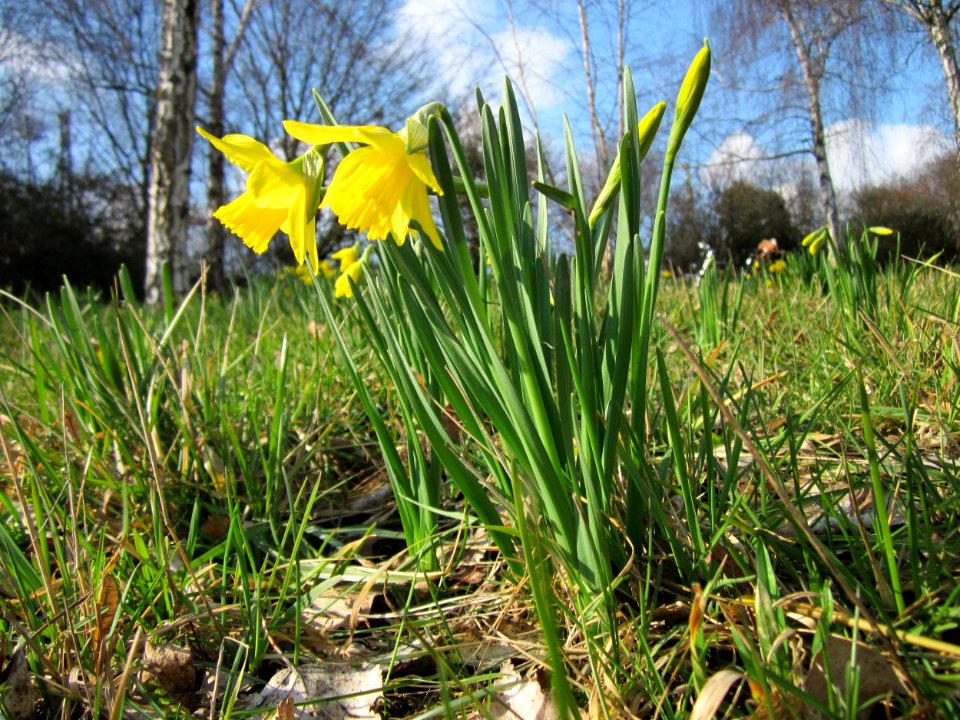 20130314Osterglocken_Hockenheim6