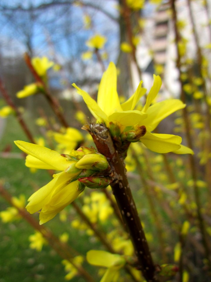 20130410Gartenschaupark_Hockenheim12