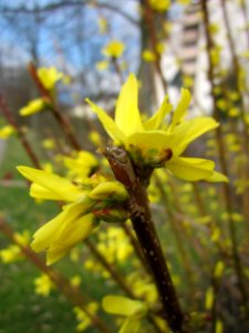 20130410Gartenschaupark_Hockenheim12