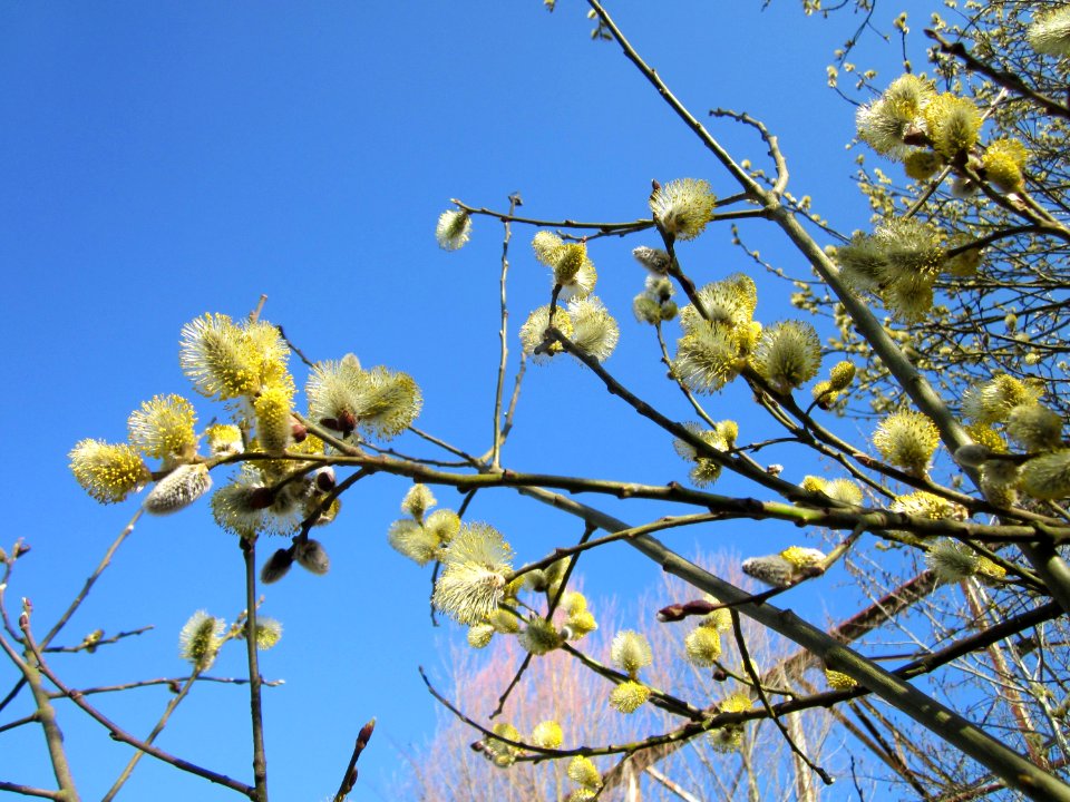 20130407Salix_caprea4