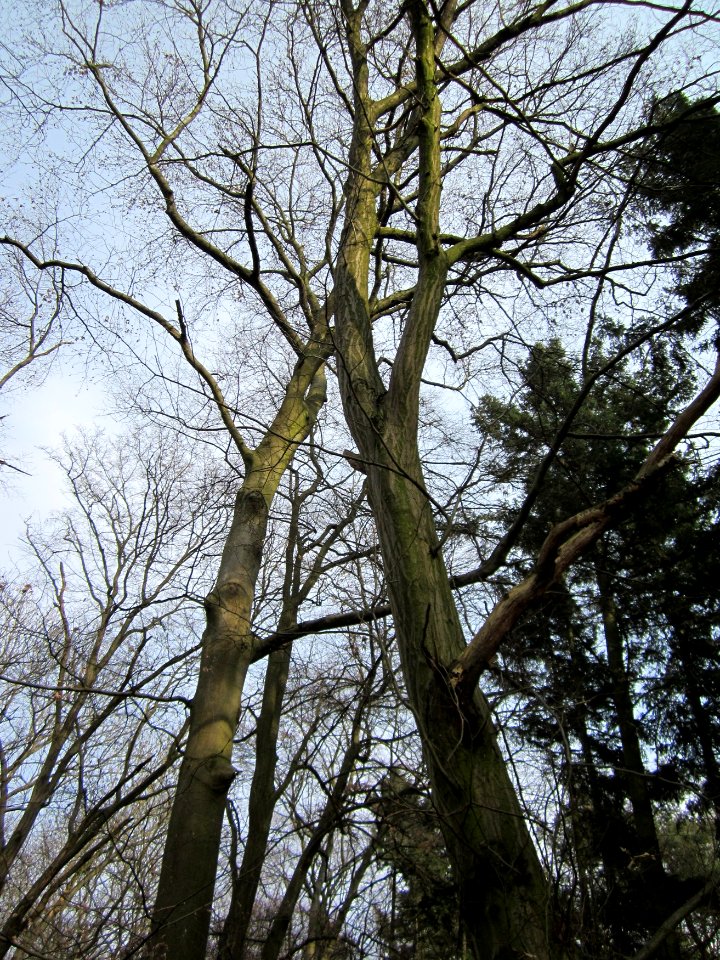 20130324Untere_Lusshart3