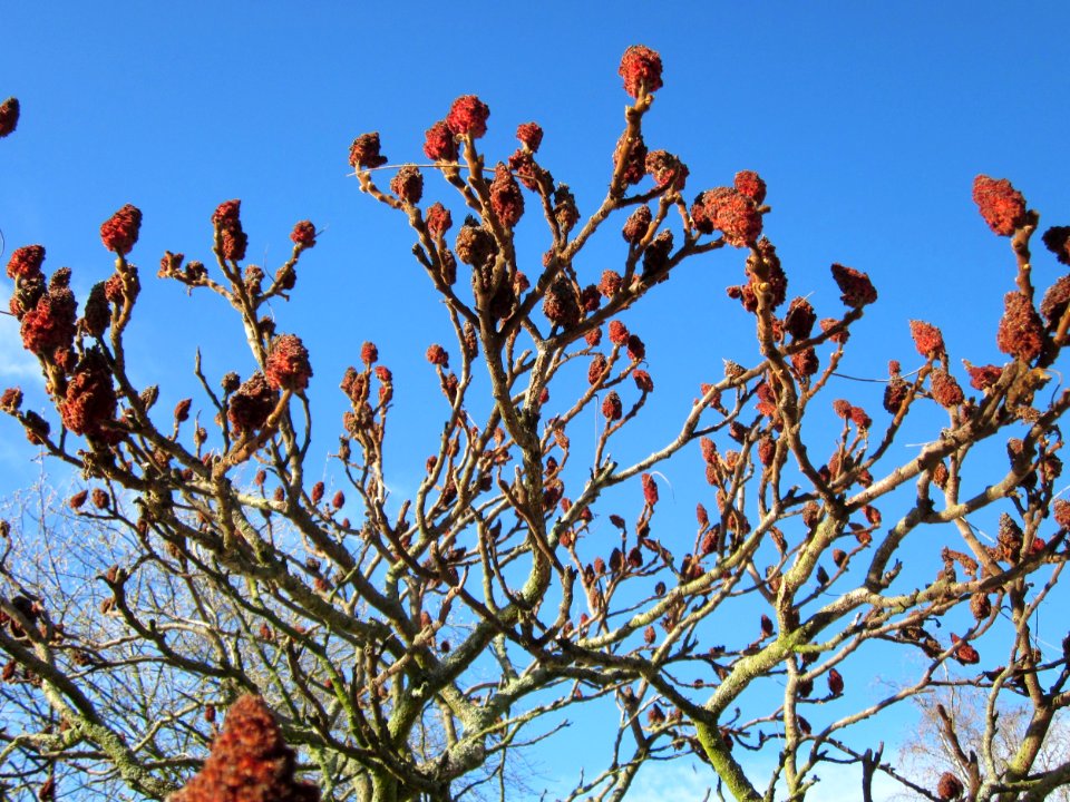 20130412Essigbaum_Hockenheim1