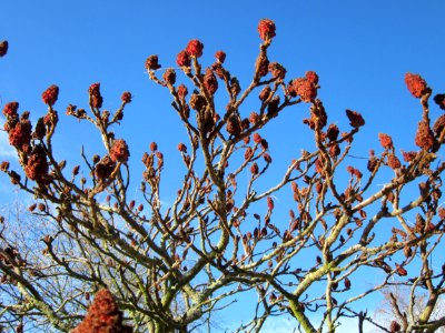20130412Essigbaum_Hockenheim1