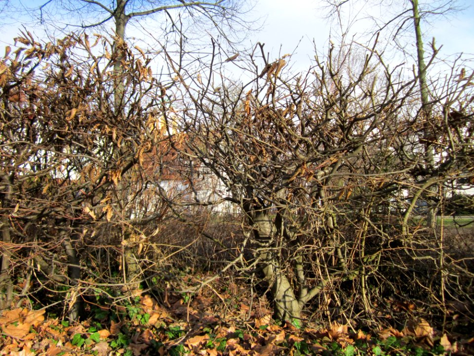 20130320Hainbuchenhecken_Hockenheim5