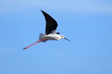Bird wader sky
