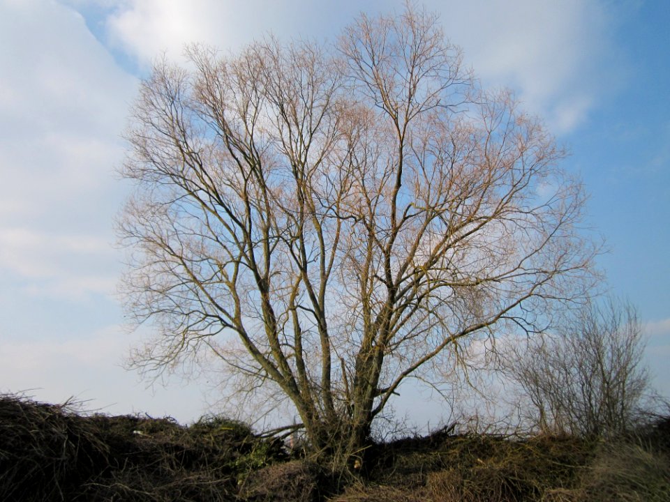 20130327Salix_alba02
