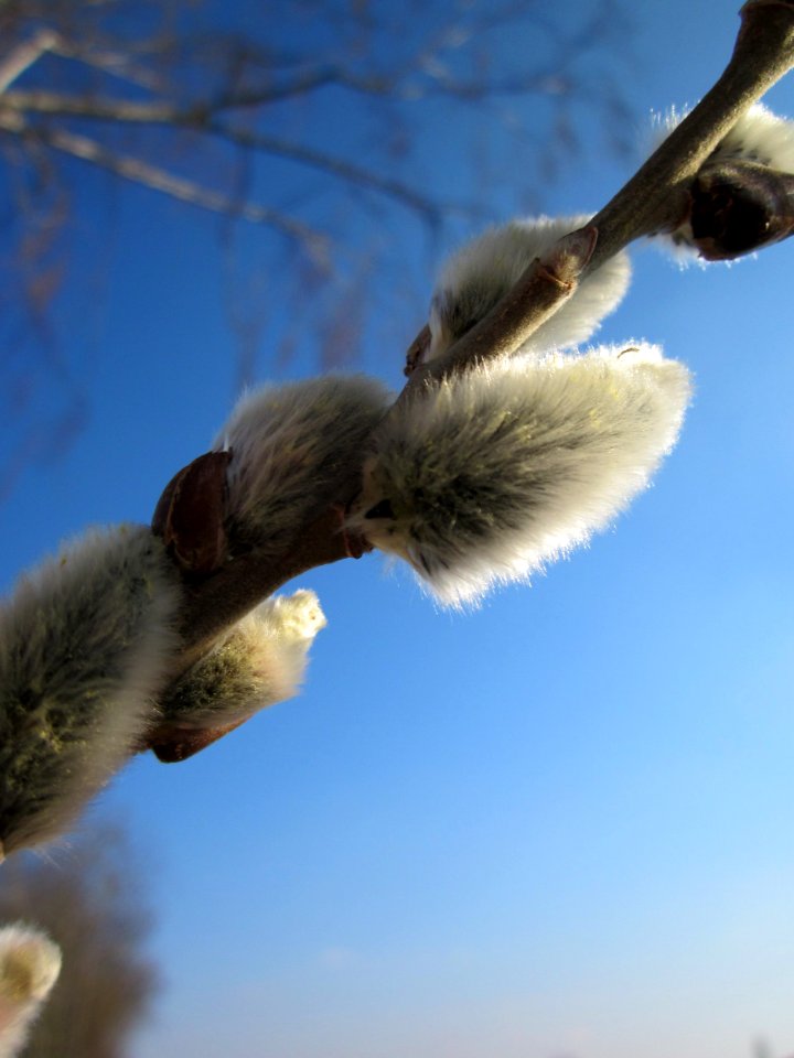 20130315Salix_caprea5