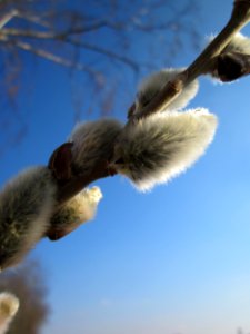 20130315Salix_caprea5