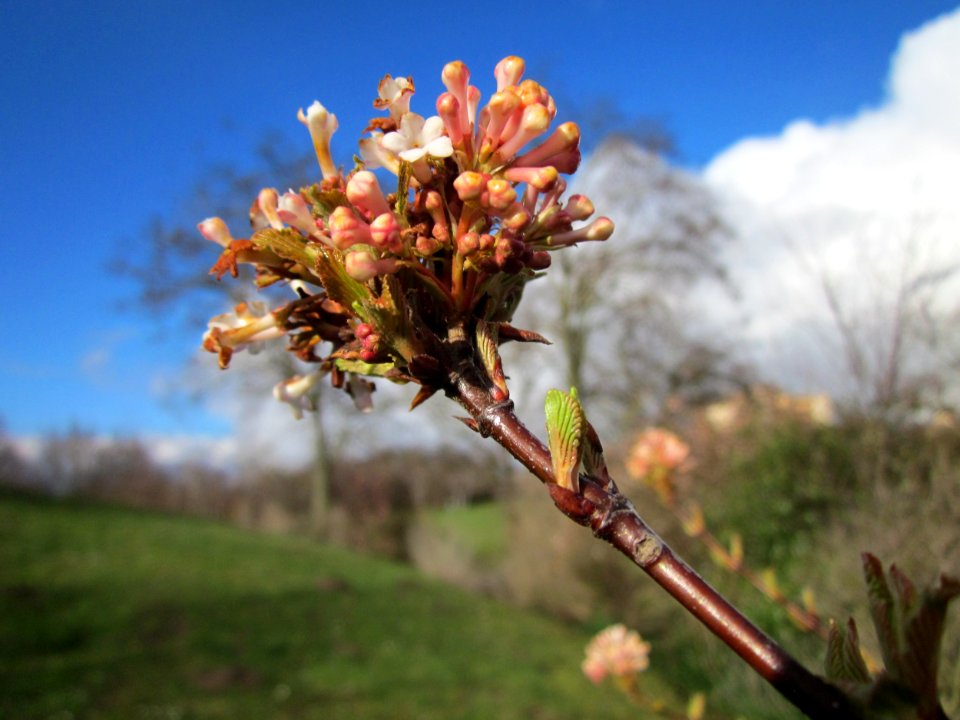 20130320Gartenschaupark_Hockenheim07