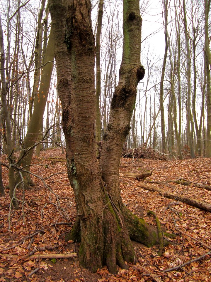 20130331Sonnenberg08