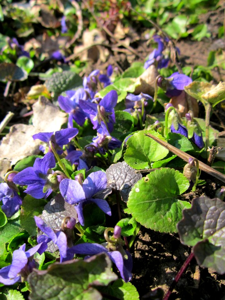 20130407Viola_odorata1