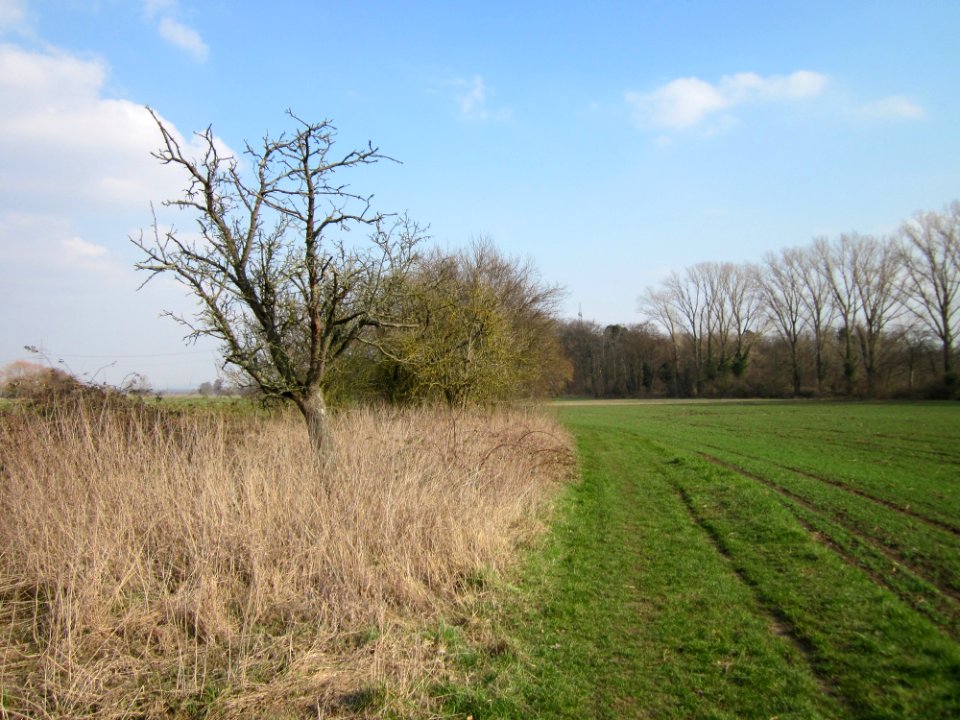 20130327Froeschau_Reilingen2