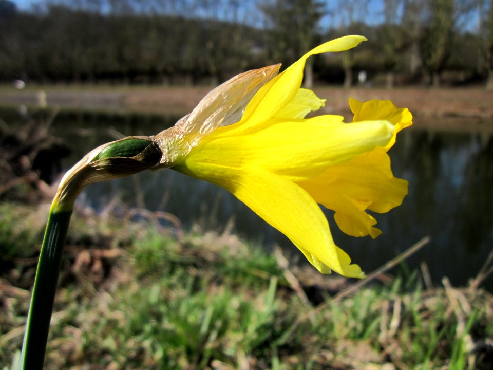 20130407Osterglocke_Saarbruecken2