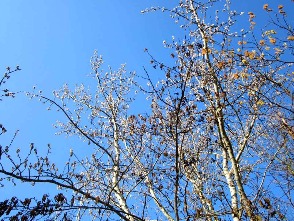 20130315Populus_tremula1