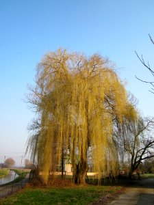 20130327Trauerweide_Wersau