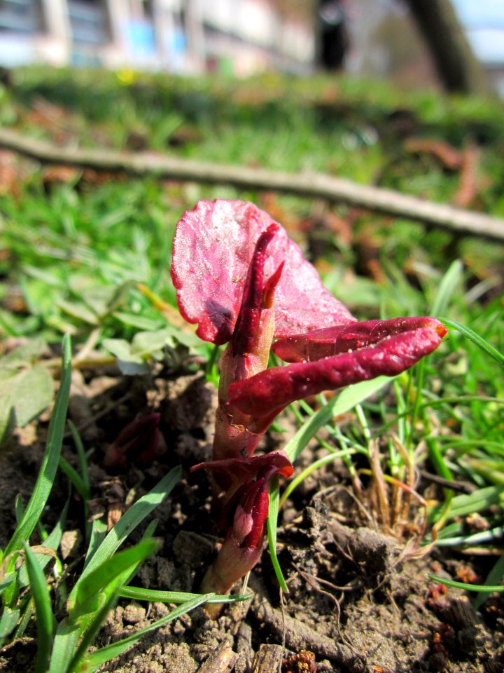 20130407Reynoutria_×_bohemica2