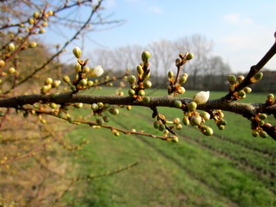 20130327Froeschau_Reilingen6