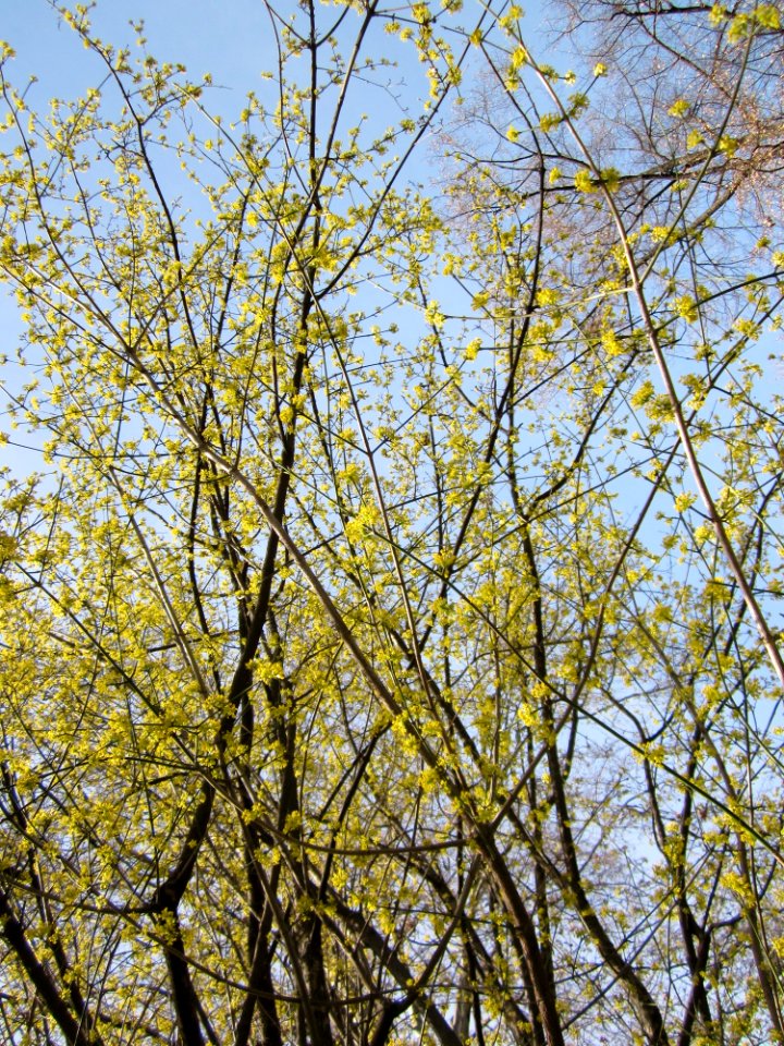 20130316Kornelkirsche_Stuttgart2