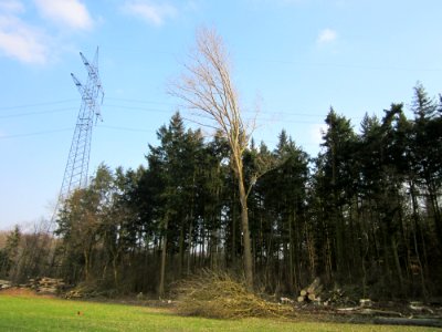 20130327Baumfaellarbeiten_St_Leon_Rot4