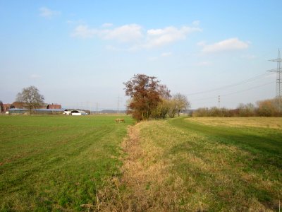 20130327_Kisselwiesen_Reilingen_03