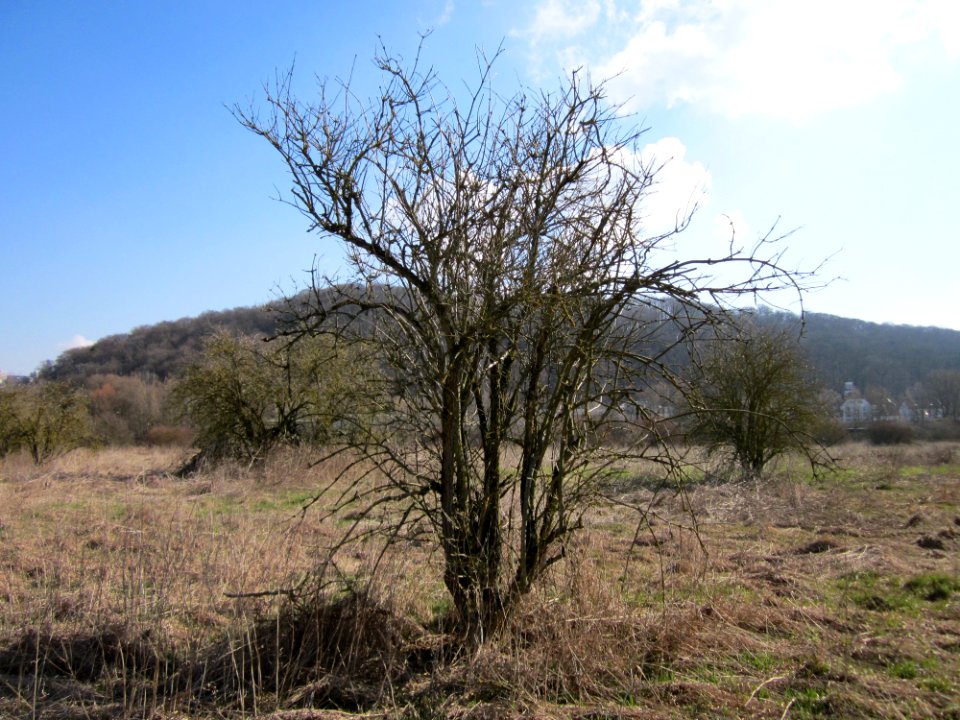 20130407Sambucus_nigra05
