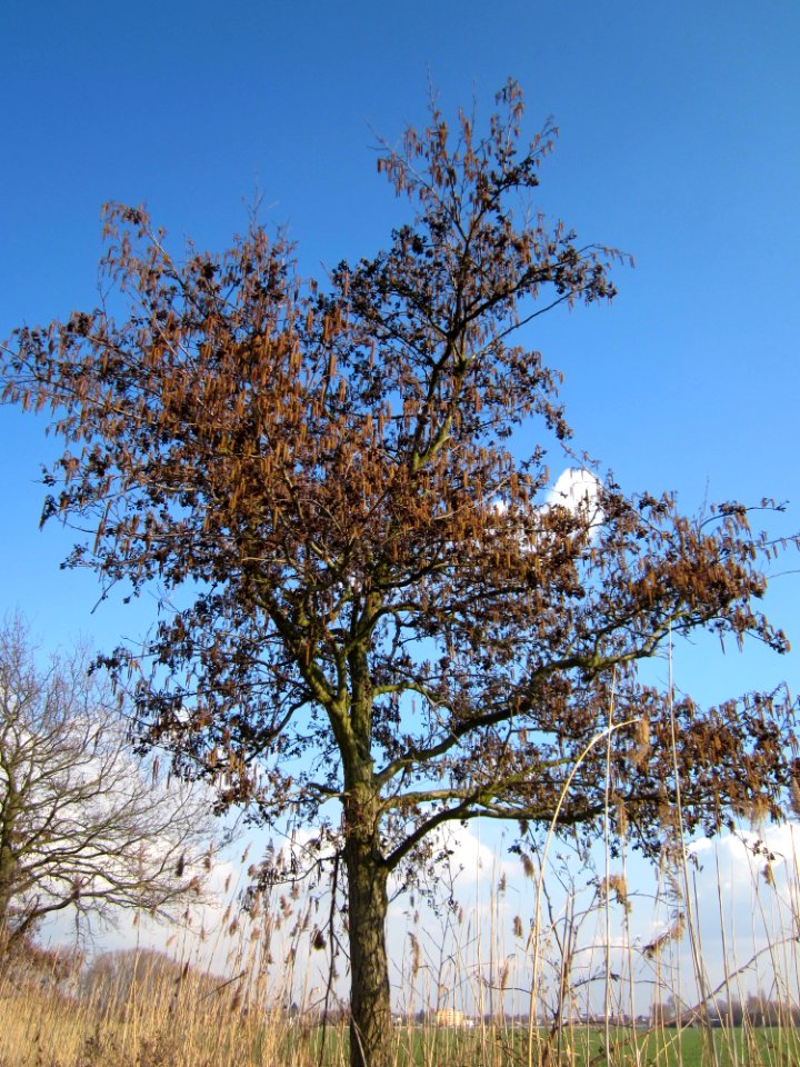20130314Schwarzerle_Hockenheim1