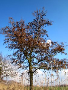 20130314Schwarzerle_Hockenheim1