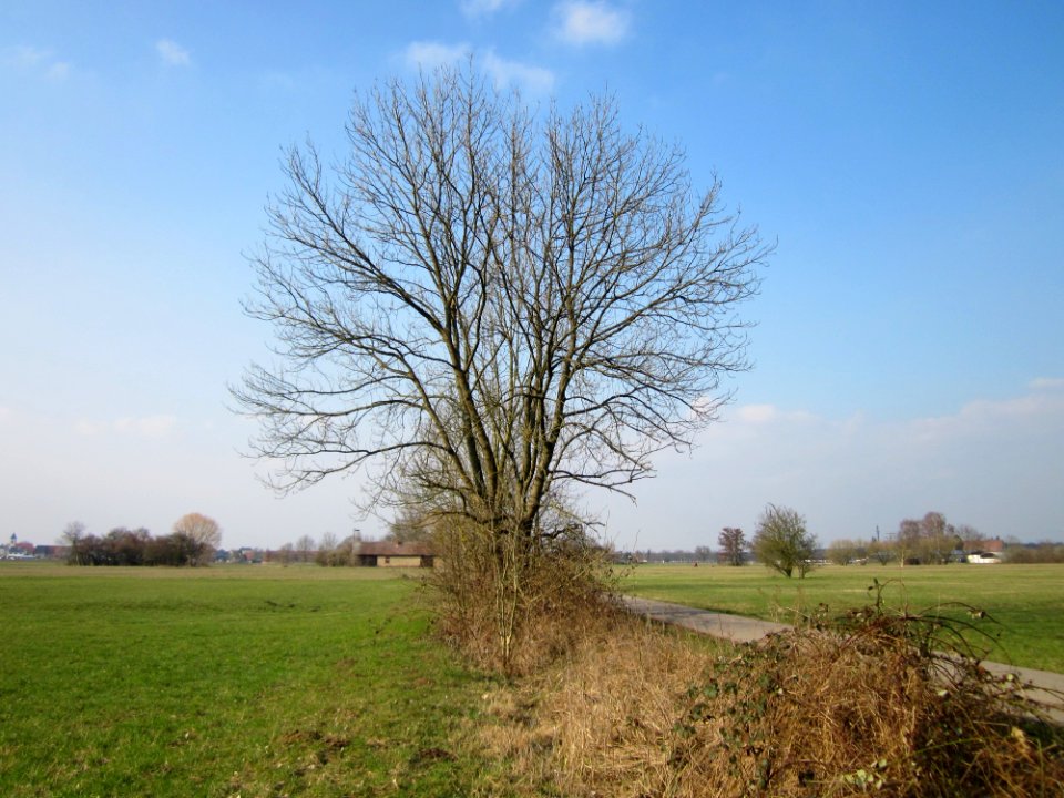 20130327_Kisselwiesen_Reilingen_02