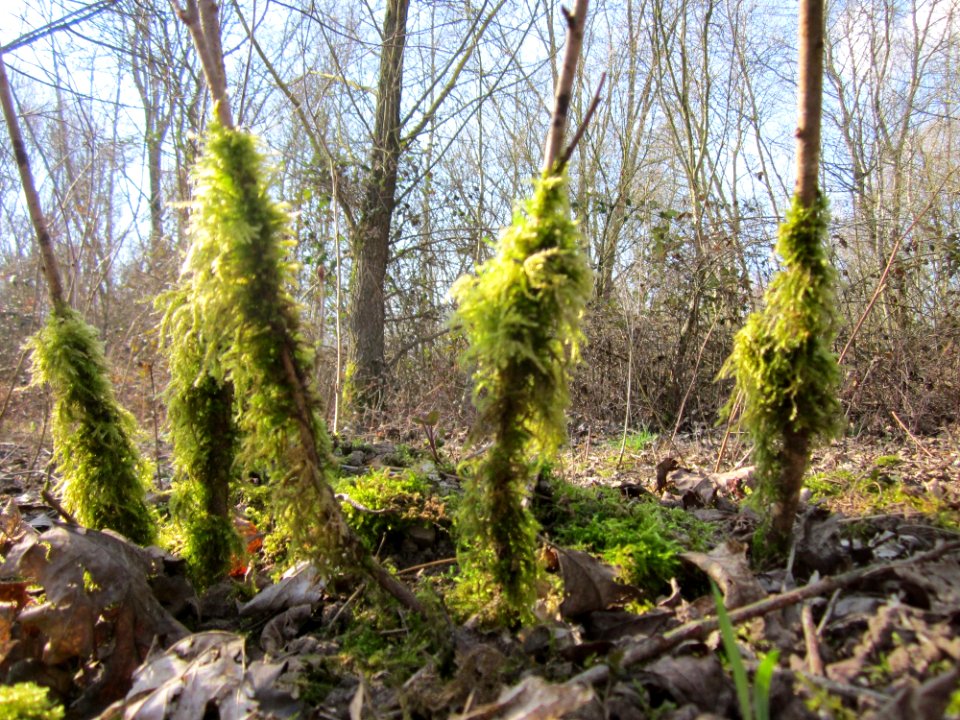 20130407St_Arnualer_Wiesen08