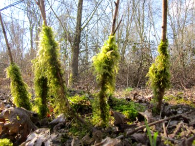 20130407St_Arnualer_Wiesen08