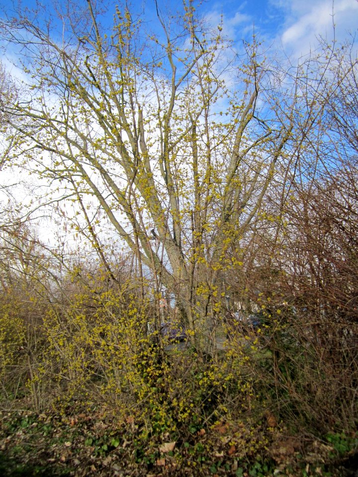 20130320Kornelkirsche_Hockenheim2