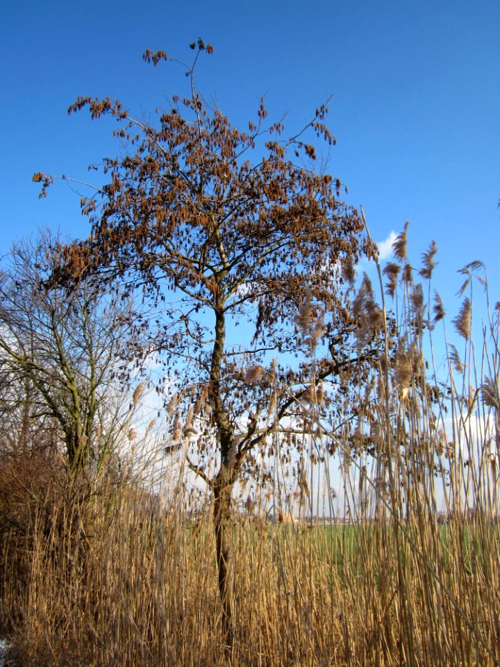 20130314Schwarzerle_Hockenheim3