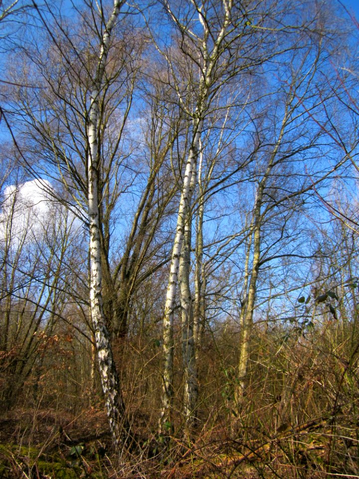 20130407St_Arnualer_Wiesen12