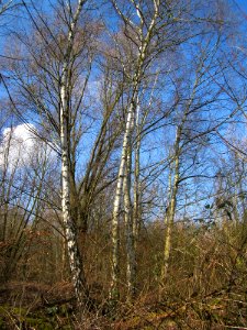 20130407St_Arnualer_Wiesen12