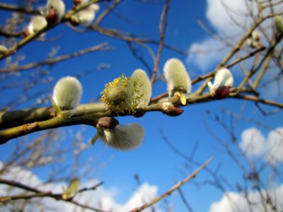 20130314Salix_caprea13