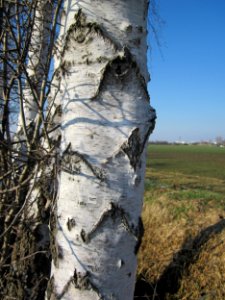 20130315Birke_Hockenheim3