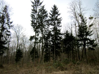 20130331Picea_abies