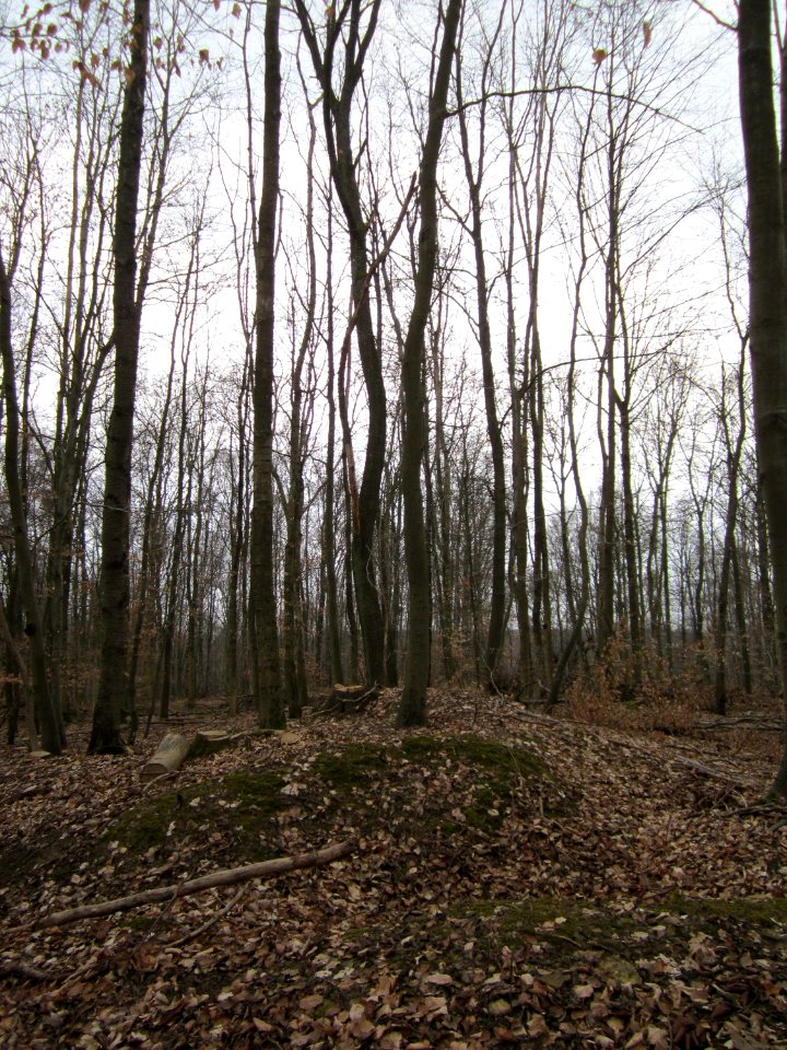 20130331Sonnenberg05