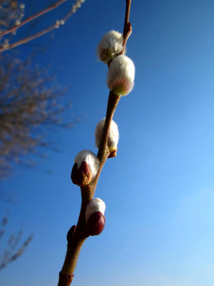 20130315Salix_caprea6