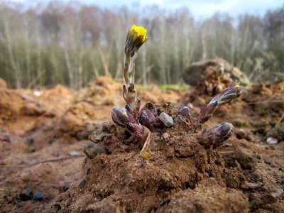 20130310Tussilago_farfara1