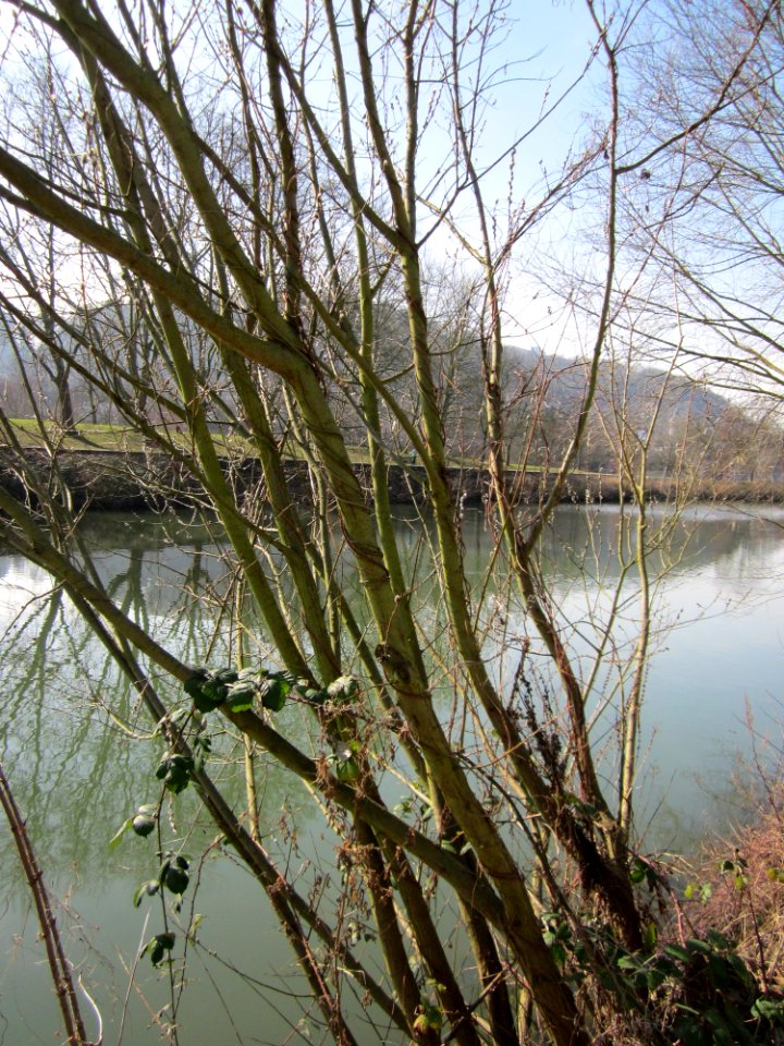 20130305Salix_caprea1